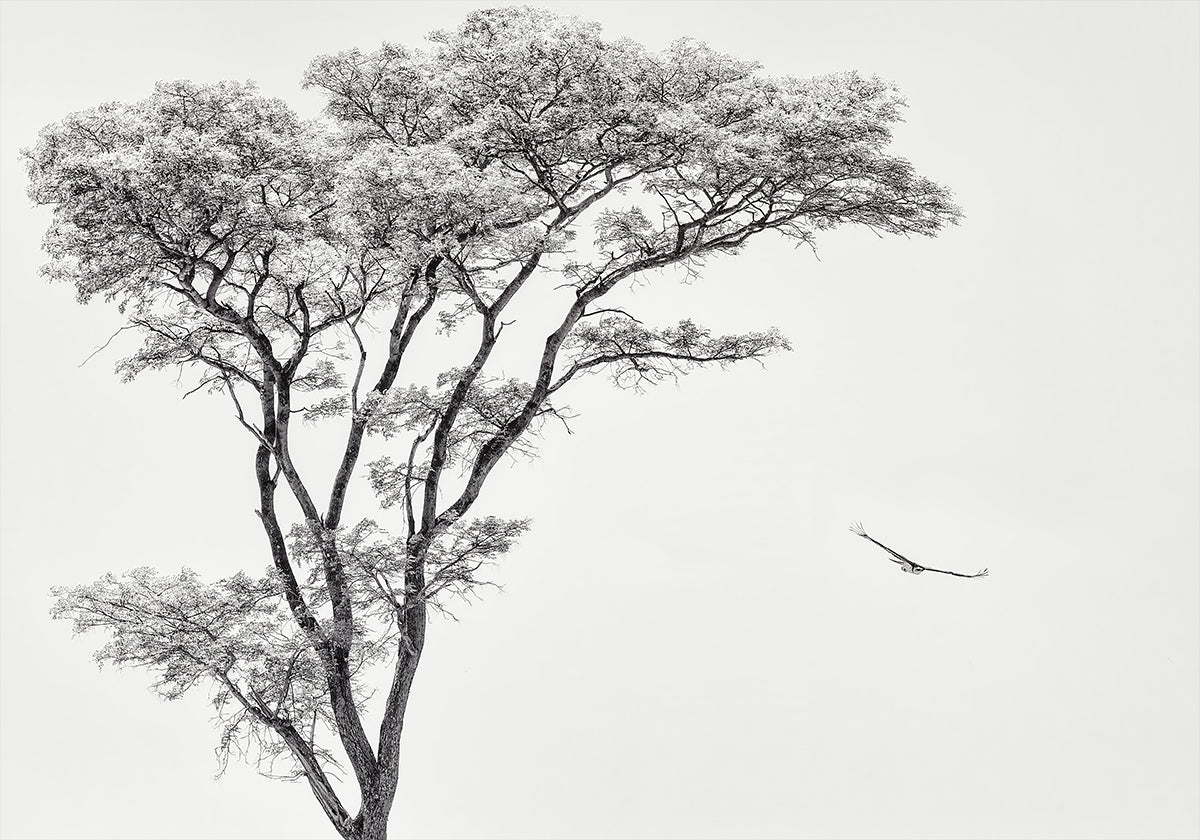 Póster Águia africana