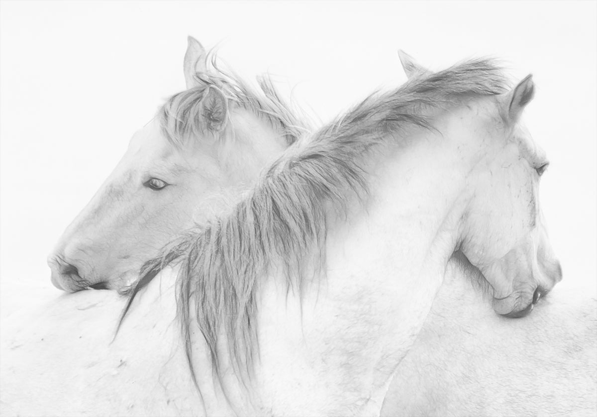 Cavalos
