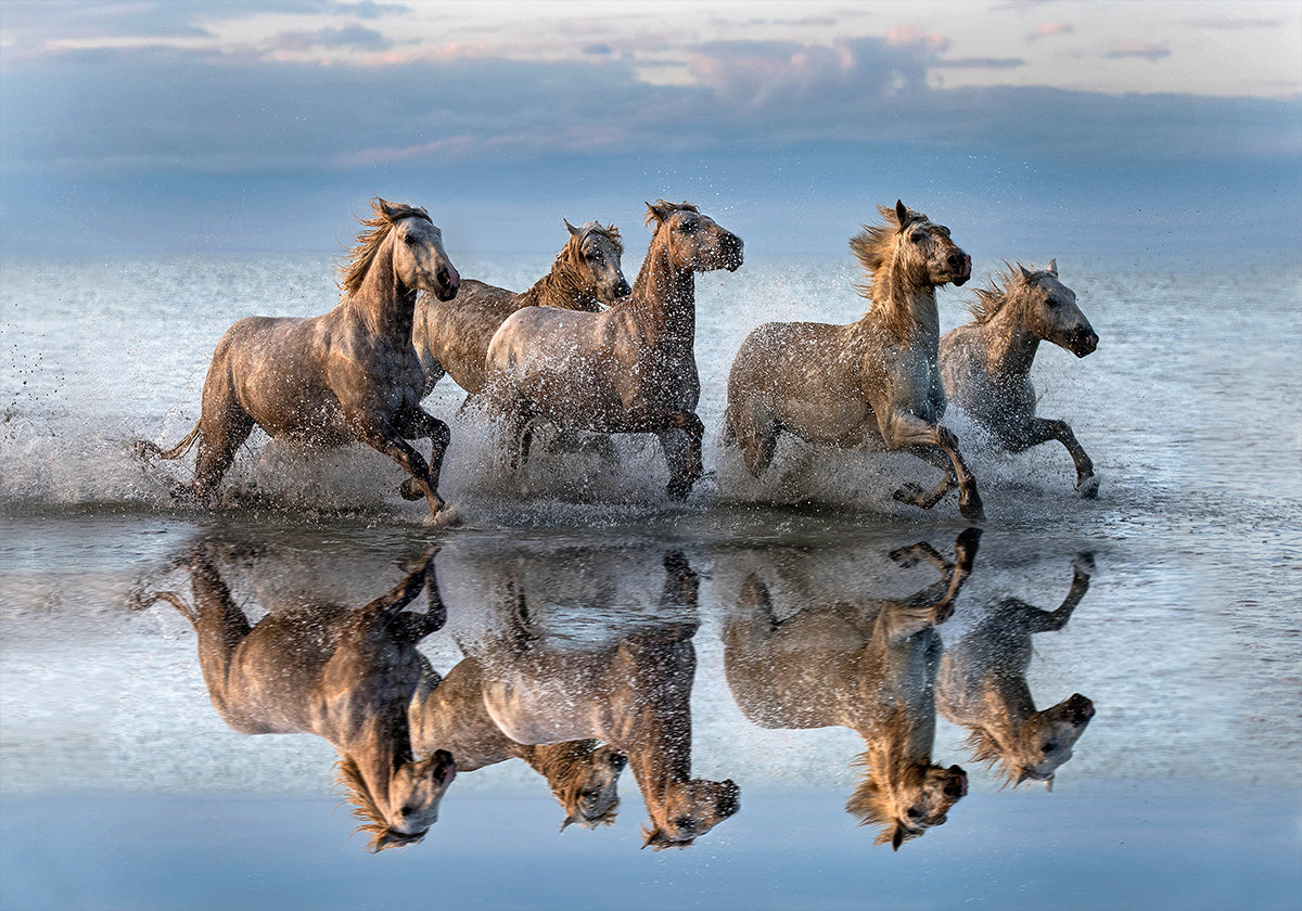 Cavalos e reflexão