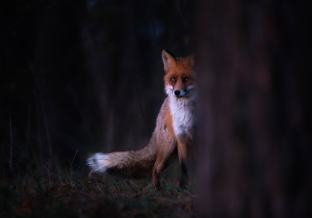 Olhares