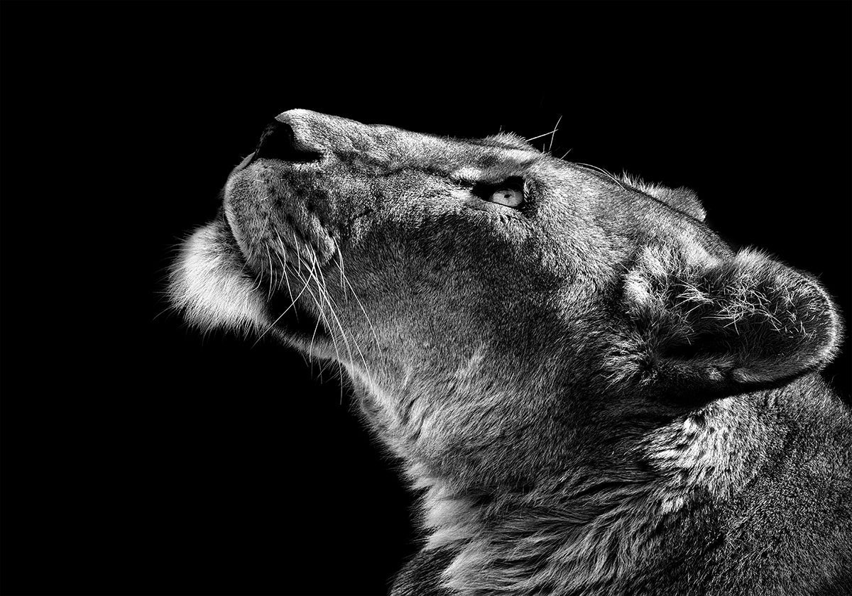 Olhando para cima pôster