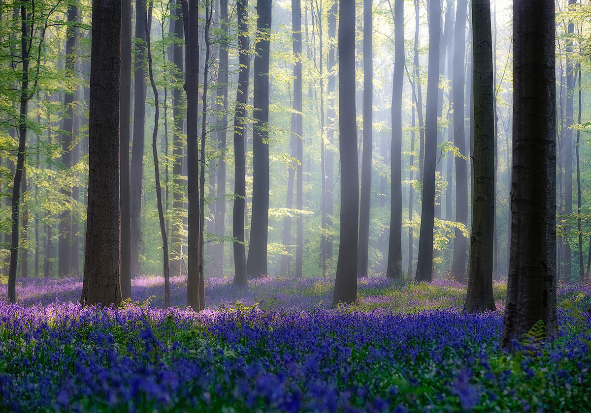 Pôster de Bluebell