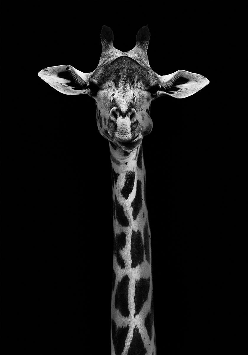Póster Retrato de girafa