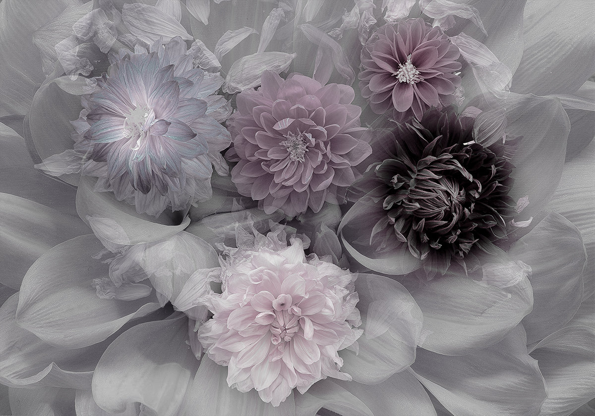 Póster Dahlia dream