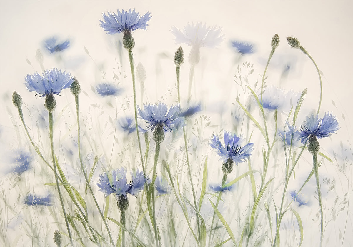 Póster Cornflowers