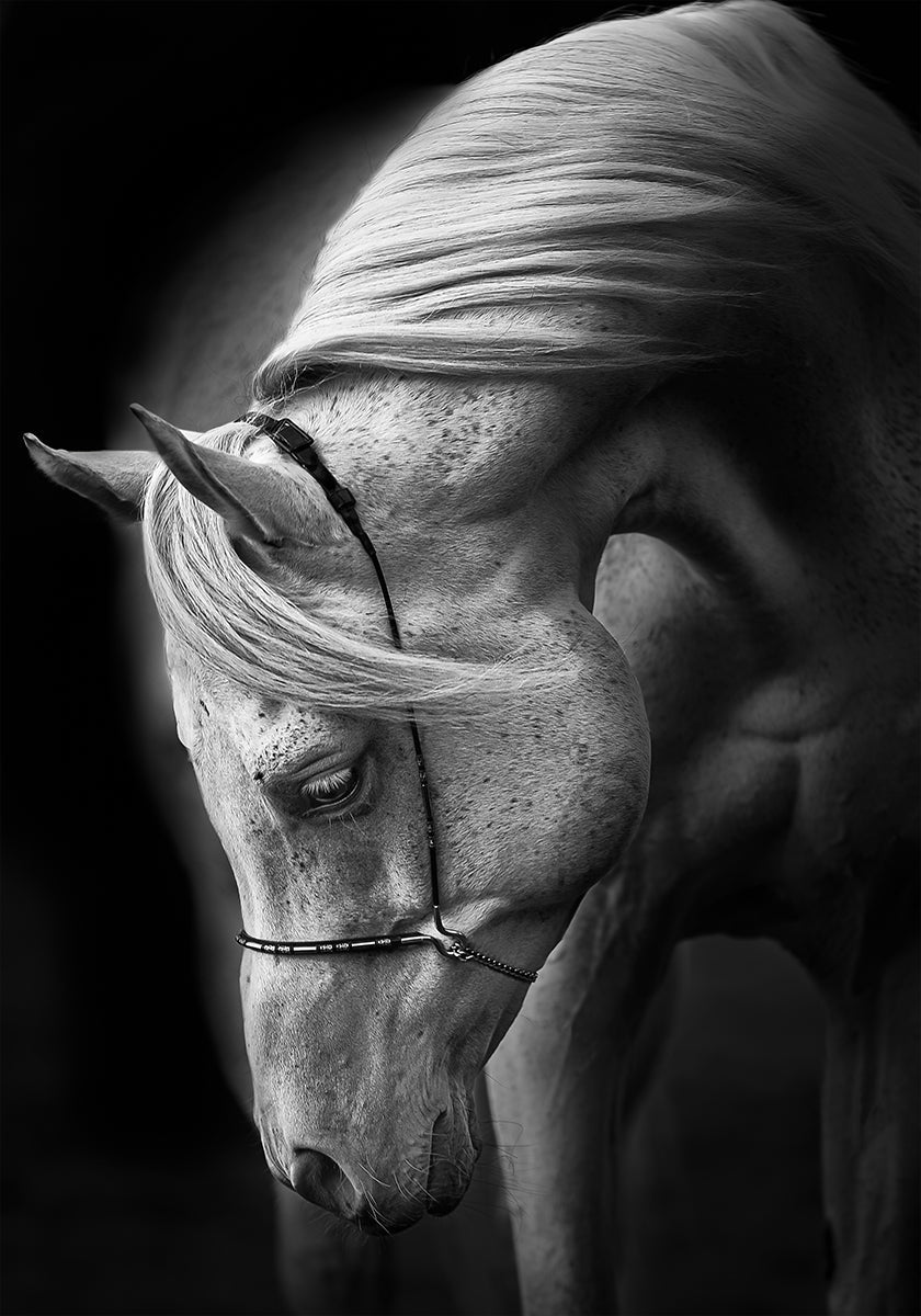 Póster garanhão branco