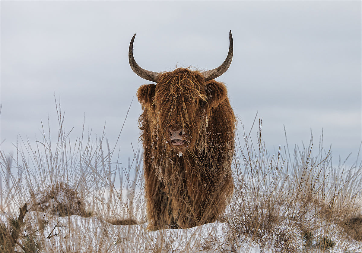 Póster Highlander na neve