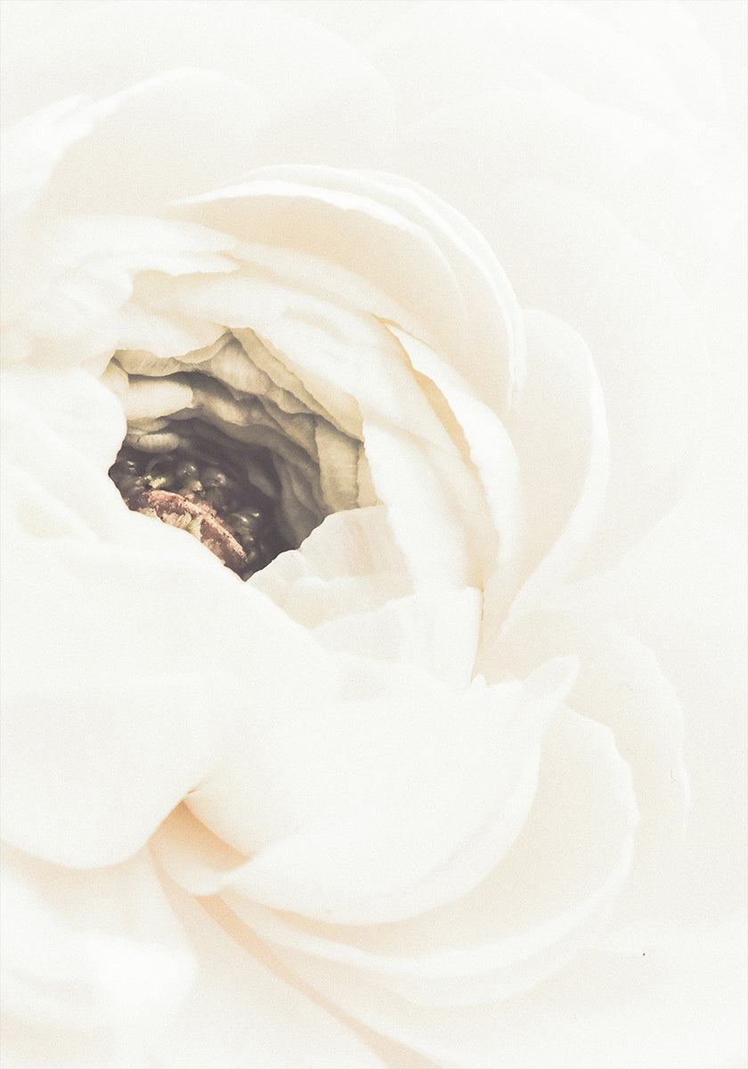 Póster Flor Branca No.1