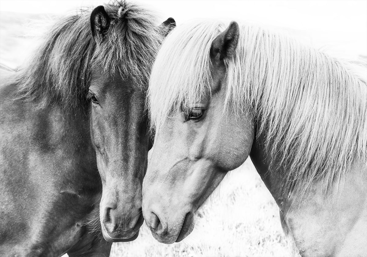 Pôster de amor de cavalo