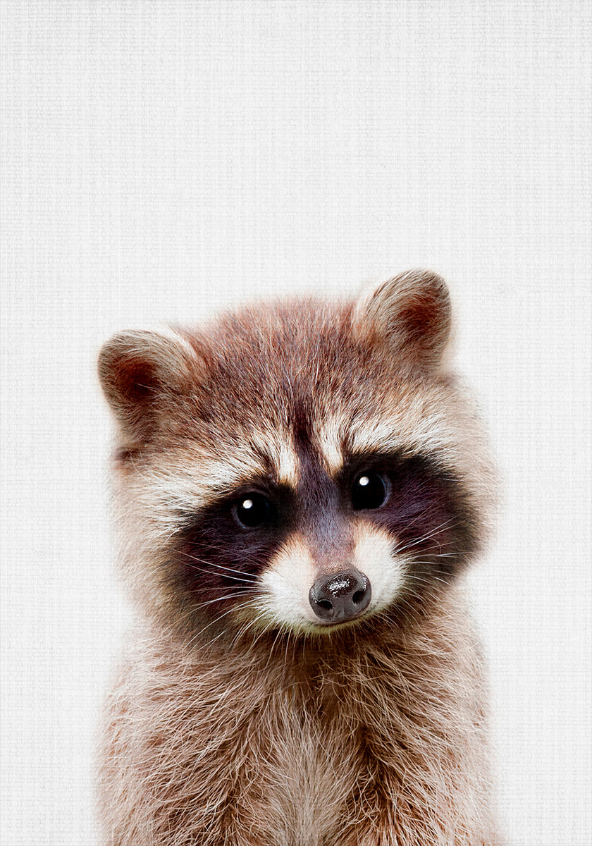 Pôster Guaxinim Peekaboo