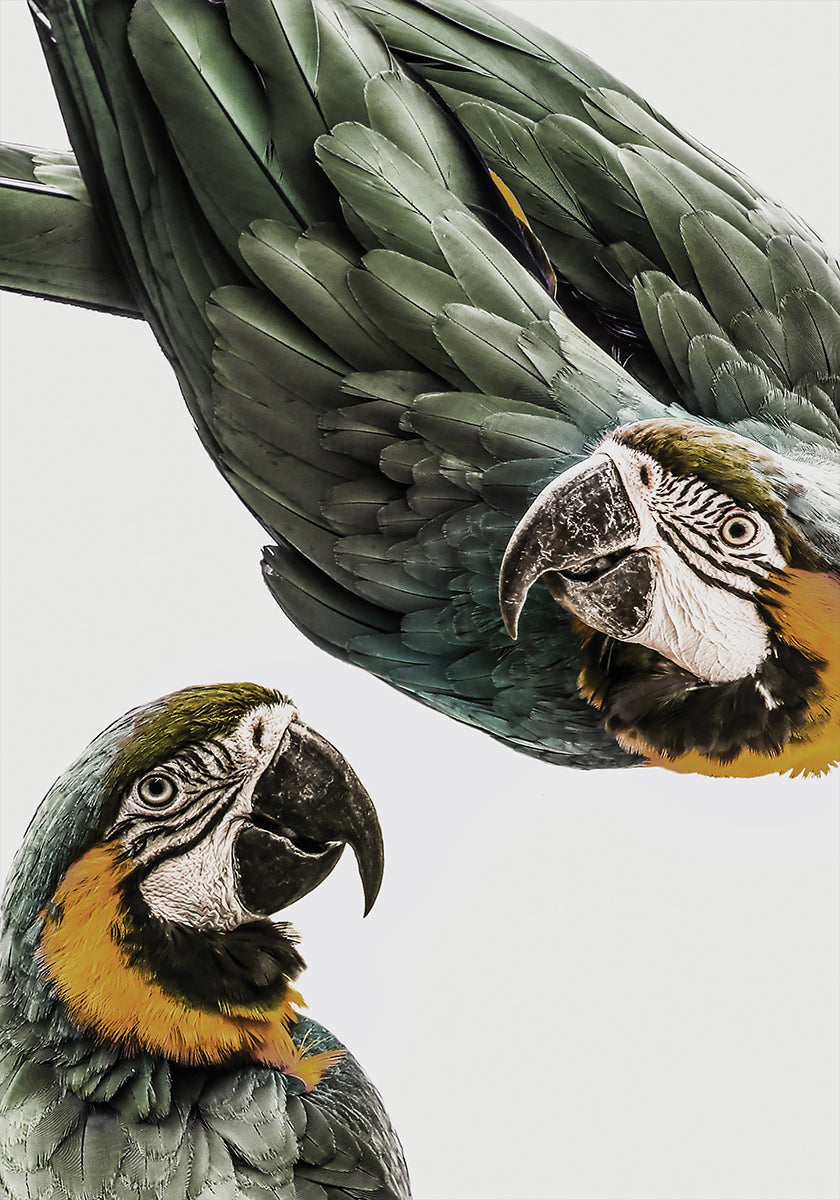 Duo de Papagaio Vibrante