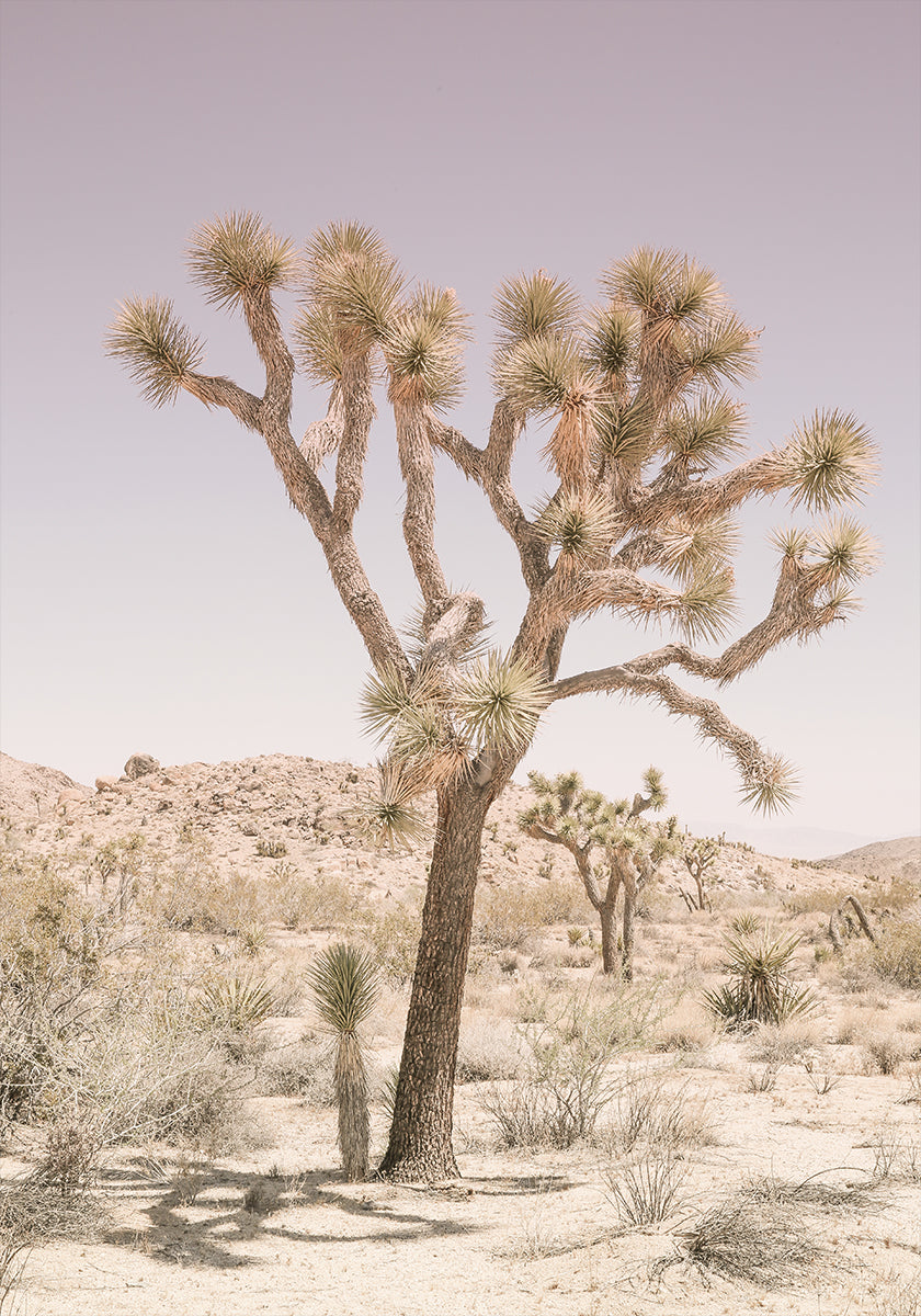 Serenidade do Deserto