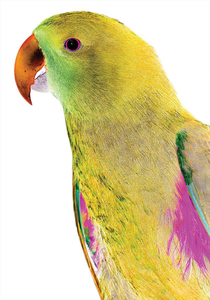 Perfil vibrante de papagaio