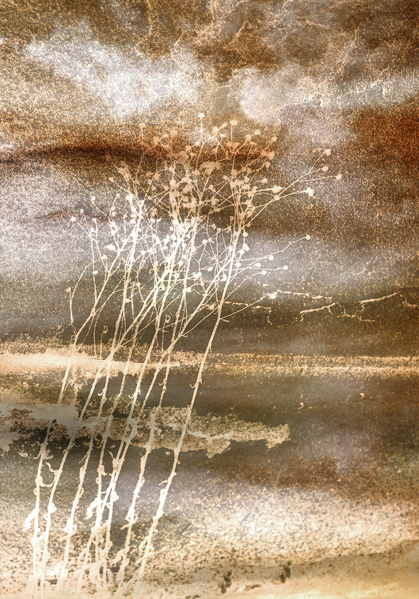 Póster Sonhos Secos