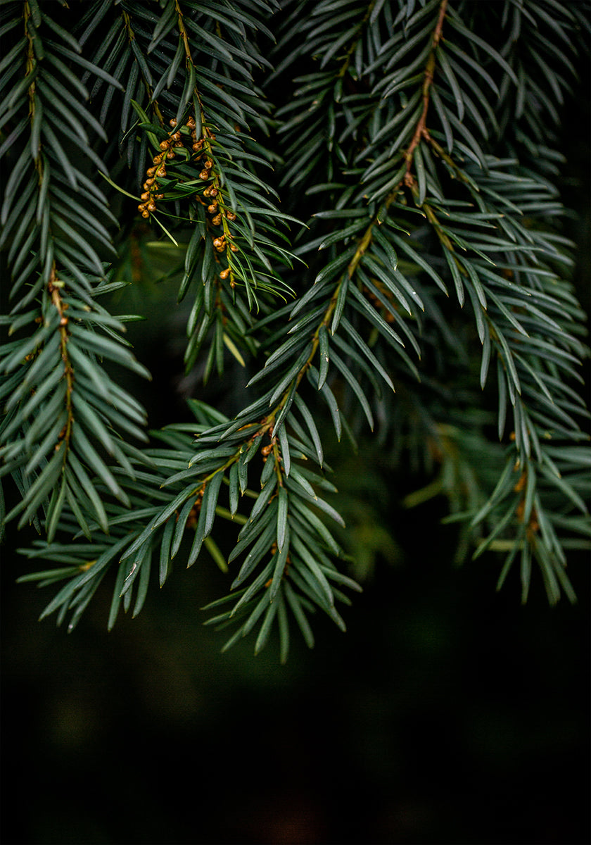 Póster Ramos 7 do inverno