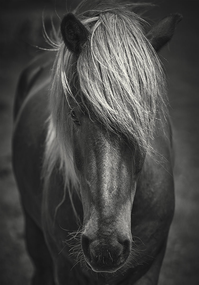 Póster Alpine Surf Dude