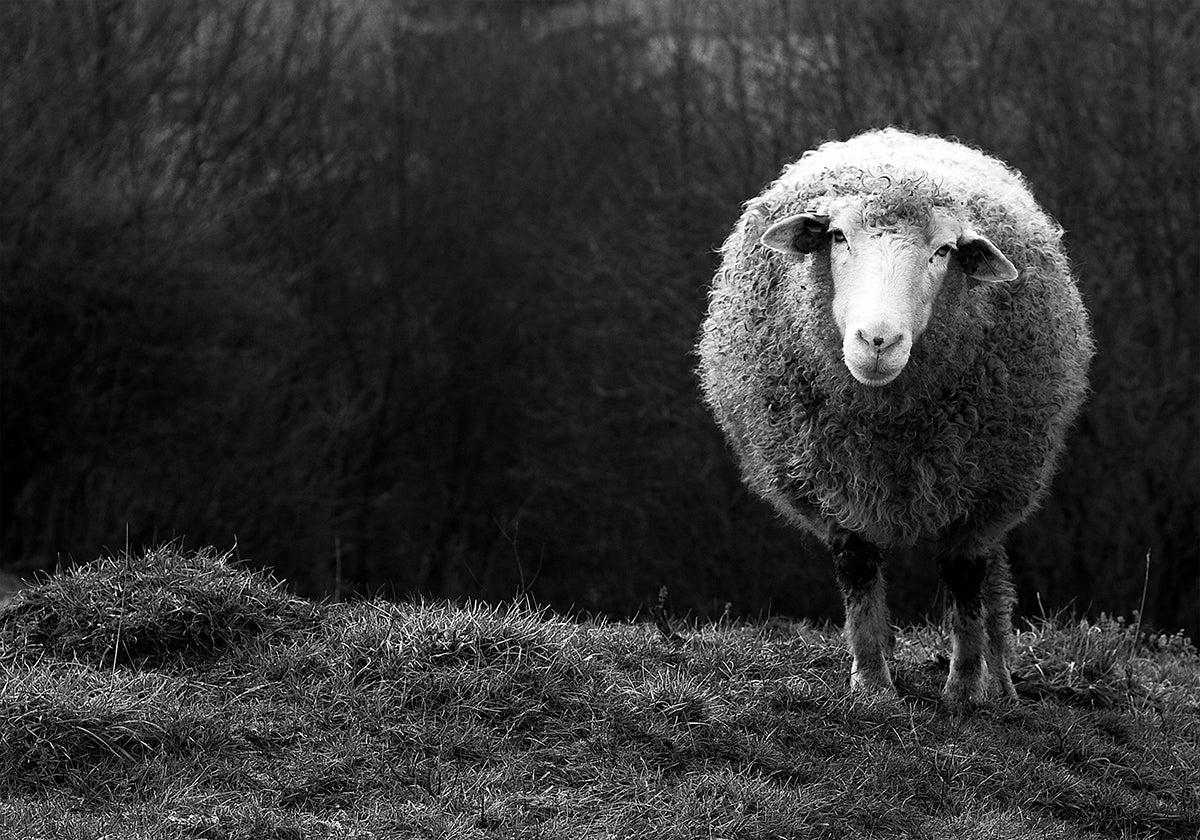 Ovelhas curiosas