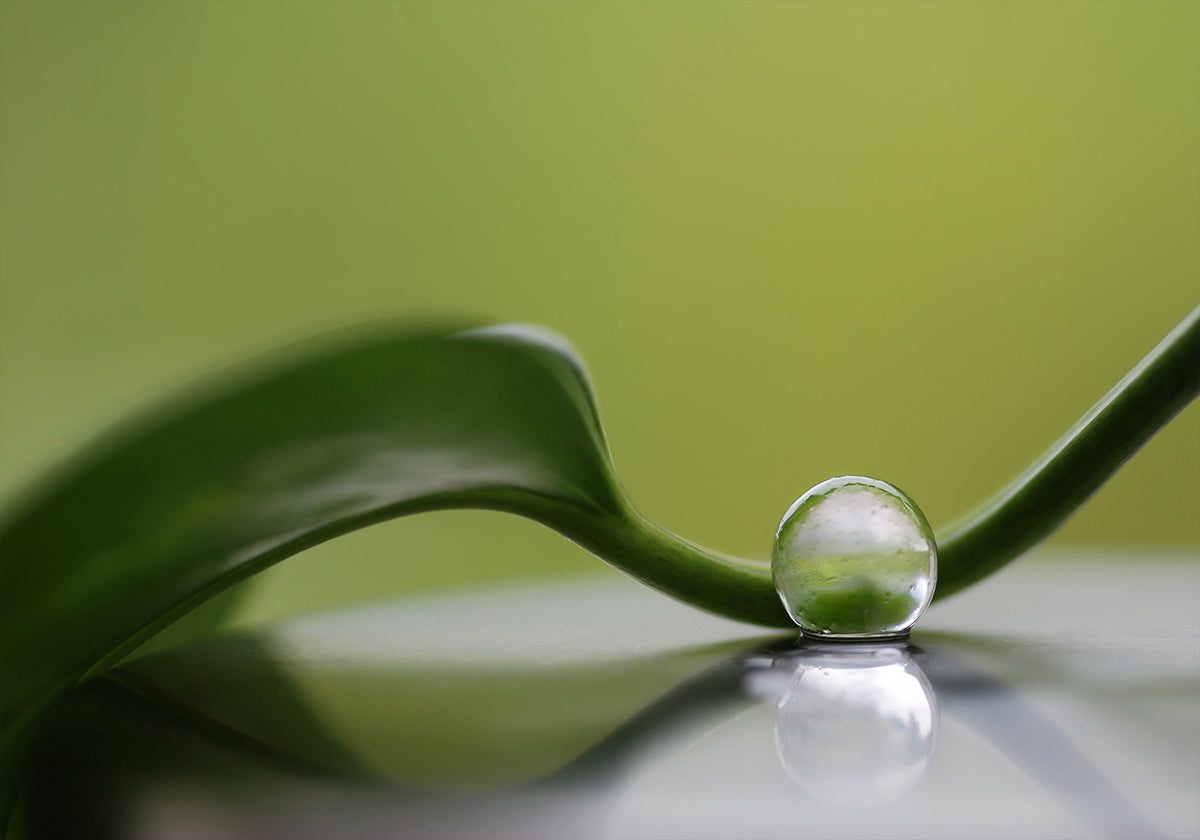 Harmonia verde