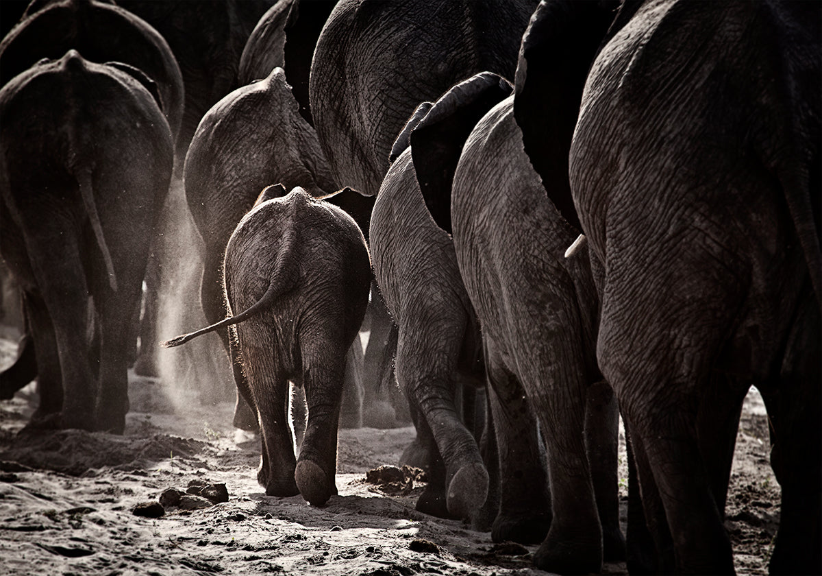 Caminhando para casa