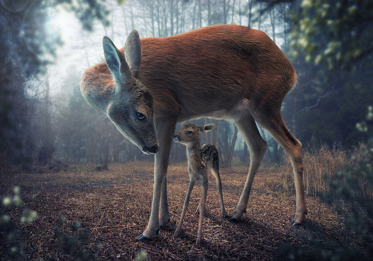 Mãe e Fawn