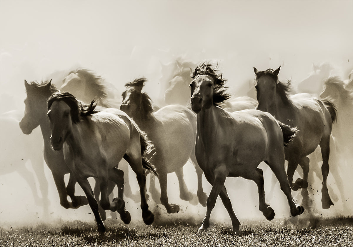 Cavalo