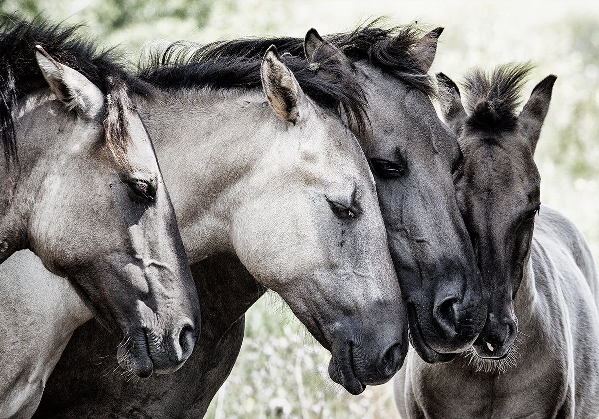 Quatro cavalos Konik