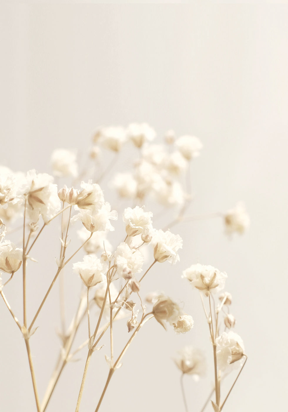 Bright Flowers Plakat - Posterbox.dk