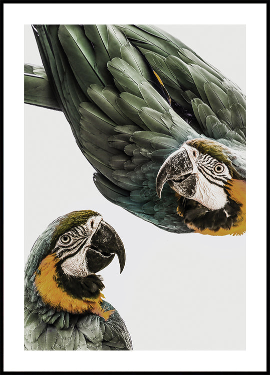 Duo de Papagaio Vibrante