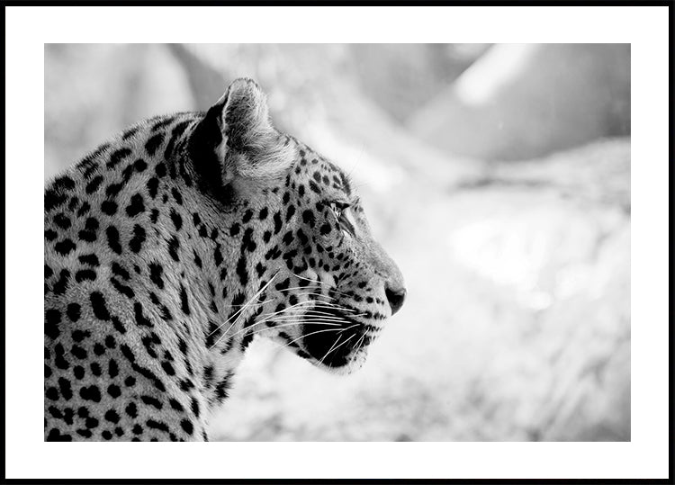 Pôster Leopardo no perfil, preto e branco