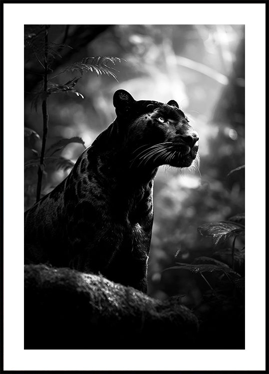 Pôster Majestoso da Pantera Negra