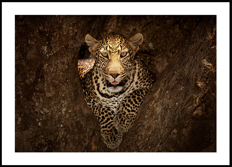 Leopardo descansando em uma árvore em Masai Mara
