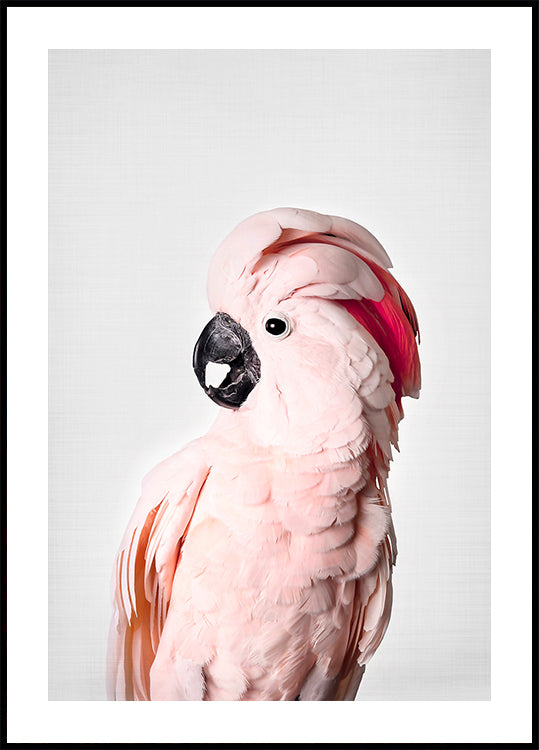 Cacatua Rosa