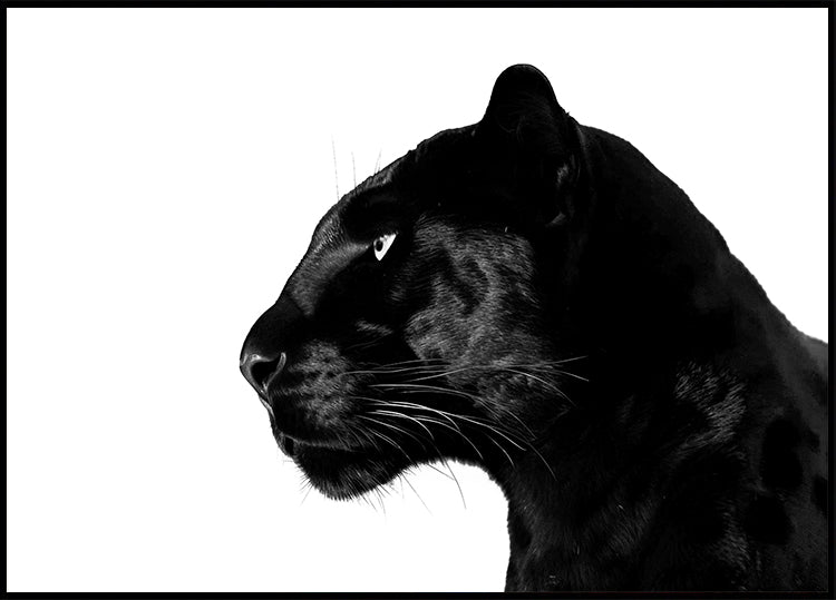 Pôster do perfil da Pantera Negra
