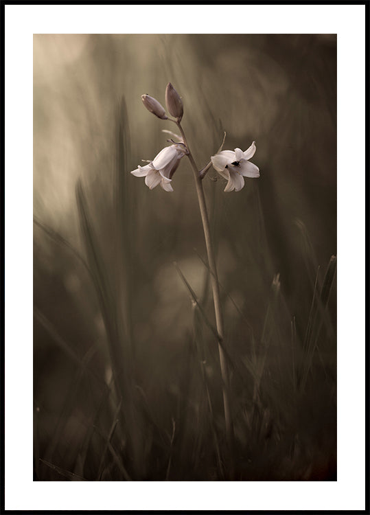 Póster Uma pequena flor no chão