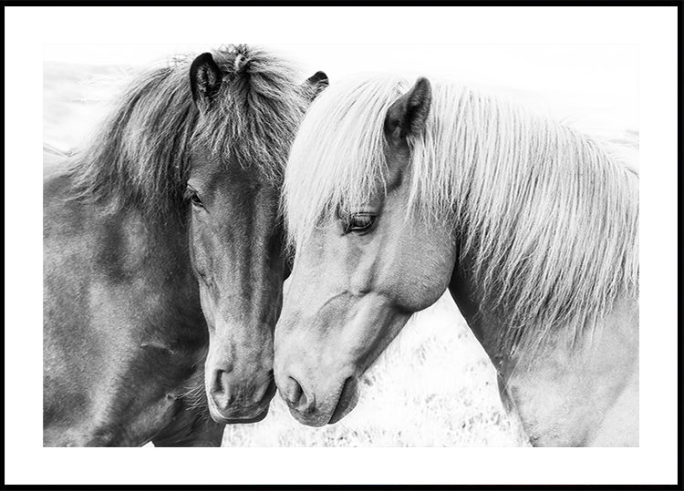 Pôster de amor de cavalo