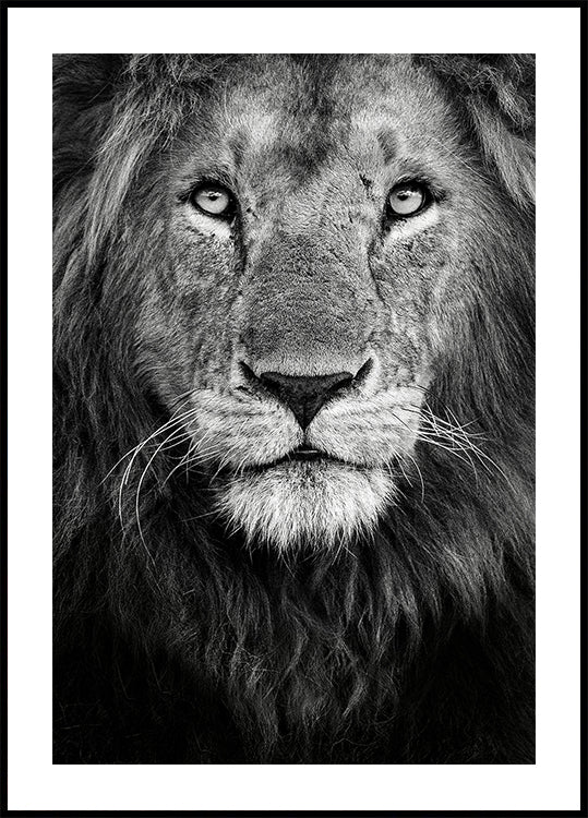 Póster Royal Portrait