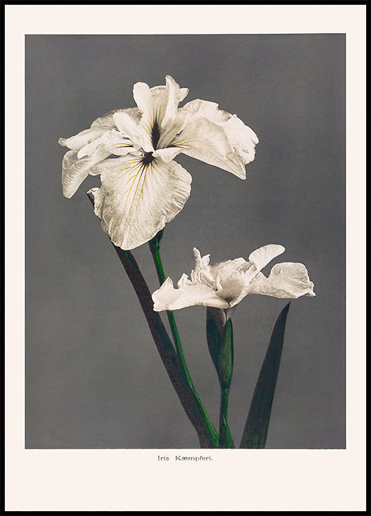 Pôster Iris Kæmpferi