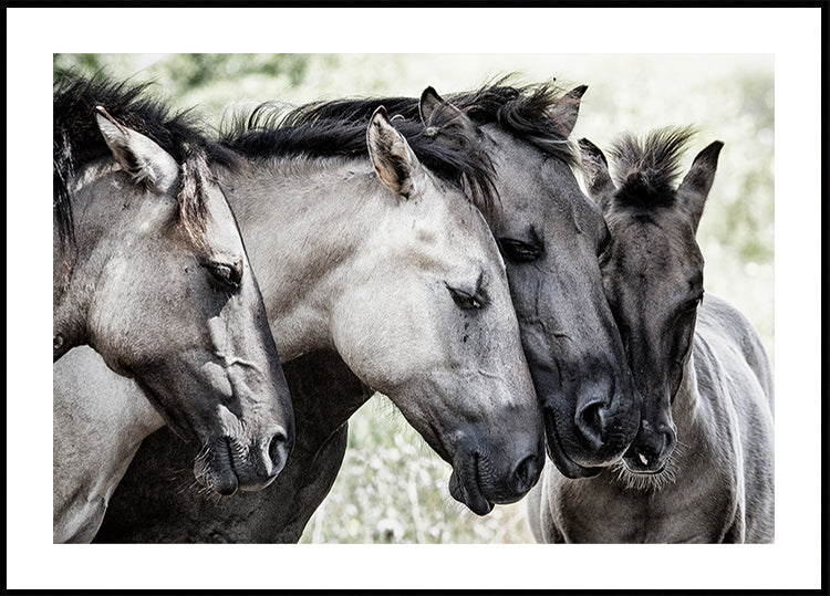 Quatro cavalos Konik