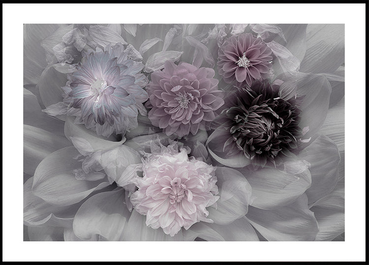 Póster Dahlia dream