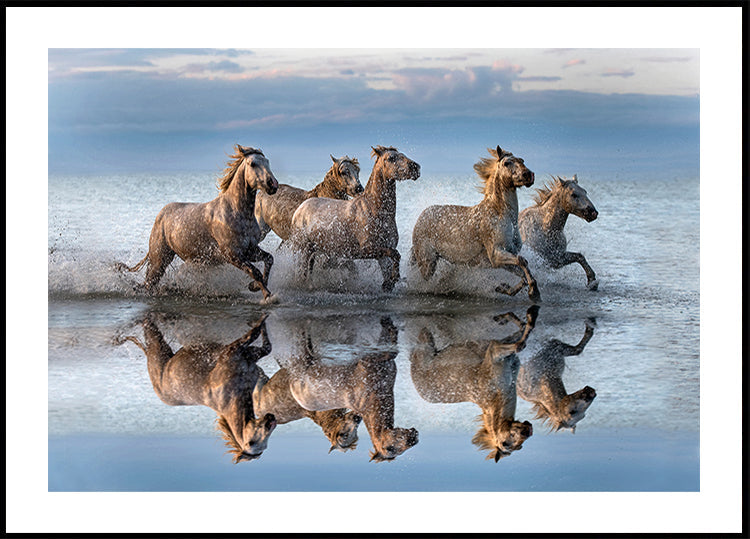 Cavalos e reflexão
