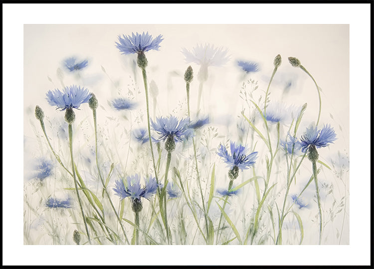 Póster Cornflowers