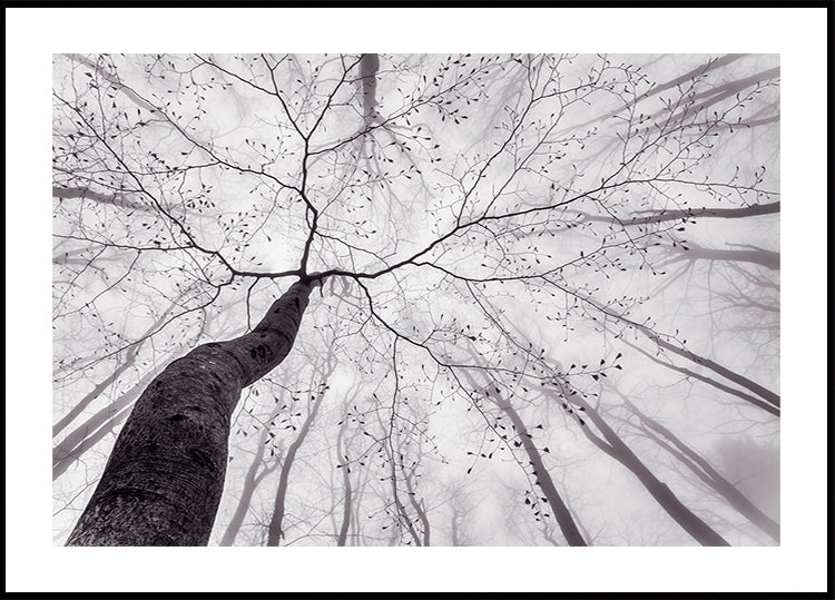 Póster Uma vista da coroa da árvore