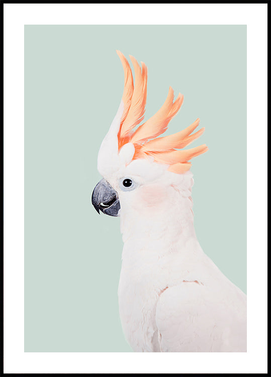 Póster Cacatua