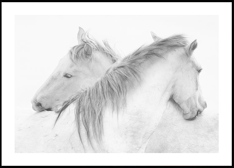 Cavalos