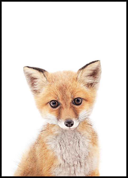 Pôster Baby Fox