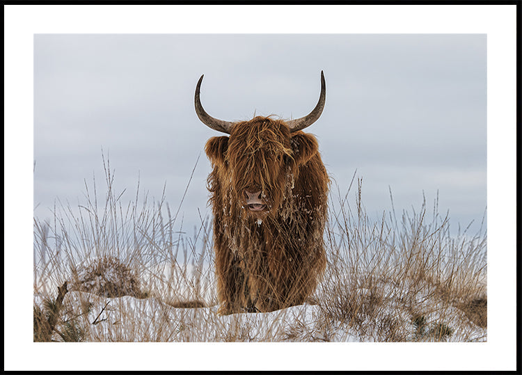 Póster Highlander na neve