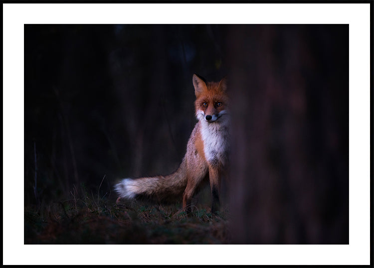 Olhares