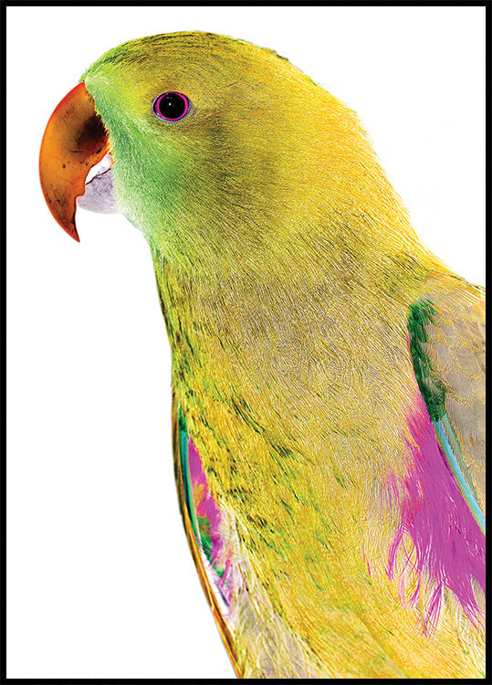 Perfil vibrante de papagaio