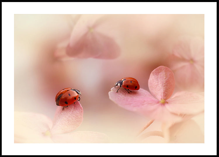 Joaninhas em hortênsia rosa.