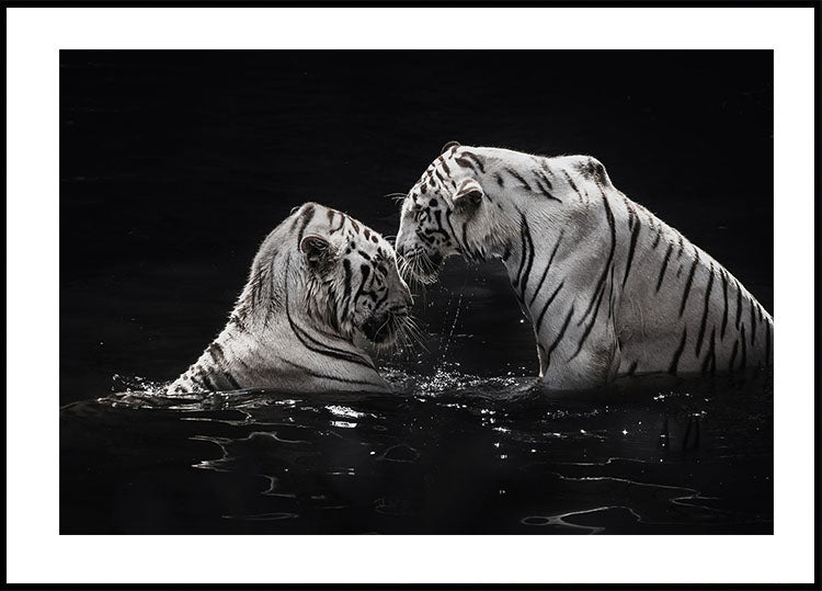 White Tigers in The Water Plakat - Posterbox.dk